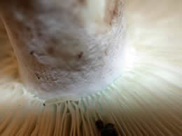 Russula brevipes var acrior