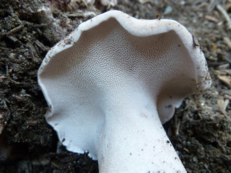 Sarcadon imbricatus