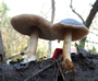 Pluteus cervinus