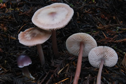 Prunulus purus