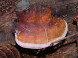 Fomitopsis pinicola