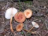 gymnopus_dryophilus
